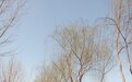 情报站|自制柳笛：几代人的童年记忆，你还记得吗？