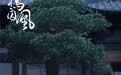 《凤囚凰》白鹿敢爱敢恨 霍璇楚玉为“争”容止正面交锋