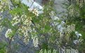 孕妇真的不能吃洋槐花吗？真实情况是这样，看这里