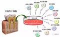 牙源性干细胞储存和临床应用研究进展