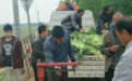 情报站|每斤只有5毛！长清蒜薹丰产不丰收
