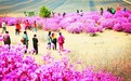 杜鹃山上杜鹃开