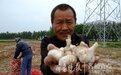 蒜价再陷低谷，地头鲜蒜一斤七八毛仅为去年同期一半