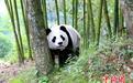 大熊猫“探访”汶川县绵�镇金波村 现已安全“回家”