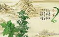 天才科技艾眼分享——艾草的功效和药理作用