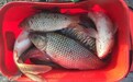 成本不到十块钱的自制鲤鱼饵料配方分享 黑坑野钓通用
