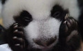 女摄影师拍出了最萌的熊猫照片，背后的故事如此心酸又励志