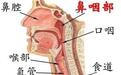 东莞国岸耳鼻喉|“咽”与“喉”有何区别?还傻傻分不清吗?