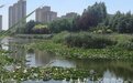聊城高新区中央公园：水畔绿荫，等你来跑步打卡