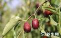 这种枣形似鸡心，被称为“天然维生素丸”，维生素C是苹果的七十倍！