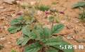 这个草在农村普遍被叫做“猪妈妈”草，很多农民却不知道它的根是上好的补益药