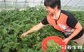 大豆地里全都是“大青虫”可这地方的农民却十分兴奋