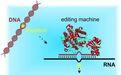 高效新型定点RNA编辑方法，替代CRISPR/Cas基因编辑方法