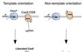 Mol Cell：揭示CRISPR/Cas9基因编辑为何有时会遭遇失败