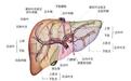 氢气医学研究发现氢气可治疗胆管阻塞引起的肝损伤