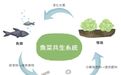鱼菜共生可持续循环经济！