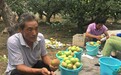 阳信彩梨上市，是时候重新认识鸭梨之乡了
