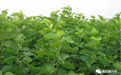 本草传奇故事100个（一）