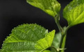 蛋白桑：吃桑芽菜有什么好处？