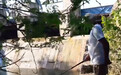 水库闸口罗非成灾，一下午钓几十条，这场景十年难得一见