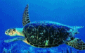 “蛟龙号”从海底带回的不只是海洋生物！竟然还有。。。