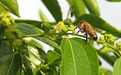 为什么枣花蜜有塑料味？枣花蜜有塑料味怎么回事