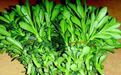 这种野菜中医上叫土三七，是保护心脏和肝脏的良药！