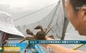 大闸蟹涨价了！到底该吃公蟹还是母蟹？吃不吃都该看看