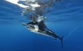 在墨西哥的“天涯海角” 体验荷尔蒙飙升的渔猎大冒险 | 全球GO