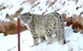 甘肃张掖祁连山境内惊现雪豹 与摄影师相距不足10米