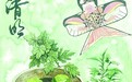 青团美味 但你知道它的由来吗？