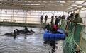 俄罗斯现“鲸鱼监狱” 百头鲸鱼被困狭小水池