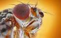 科学家首次在昆虫体内发现引发疼痛证据，或助人类解开此病根源