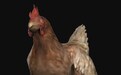只因鸡太美？《CS:GO》里面的小鸡们到底是什么来头？