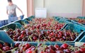 中国每年进口90亿元樱桃！樱桃界“第一大国”已入华