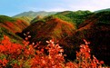 仲山生态森林公园
