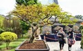 马来西亚举办国际盆景展
