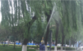 柳树黑乎乎，路黏的能把鞋粘下来，原来都是它们惹祸