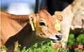 辉山“牛”成行业第一 奶源建设水平国际领先