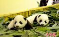 广州长隆再诞大熊猫双胞胎