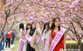 第五届鹤壁樱花文化节开幕 “最美樱花大道”等你打卡