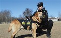 警犬戴VR“天眼” 可回传现场全景画面