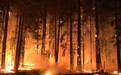 美国北加州山火或在月底前完全扑灭 已致84人死亡