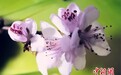 “竖蛋”迎春 粘雀子嘴：春分习俗知多少？