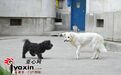 乌鲁木齐流浪狗伤人续：你们小区流浪狗多不多？来报数