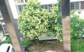 几张图看小斑鸠是如何长大的 可能5天后它们就飞走了