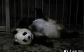 成都大熊猫“绩丽”成功产下一对龙凤胎