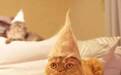网友用猫咪掉下来的毛，给猫做了帽子以后