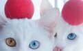 俄双生猫咪眼睛如宝石 充满贵族气质（组图）
