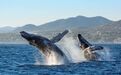 卡波圣卢卡斯：拥抱海洋 鲸鲨追逐之旅 | 全球GO